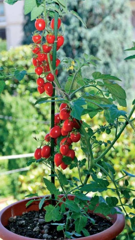 Kendi domatesinizi kendiniz yetiştirin! Evde saksıda domates yetiştirmenin püf noktaları! Evde pratik domates yetiştirme yöntemleri… 3