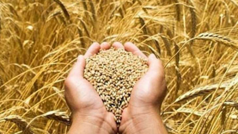 Büyük patlama sonrası buğday fiyatlarında şok! Buğday fiyatları artacak mı? Kritik açıklama geldi… 1