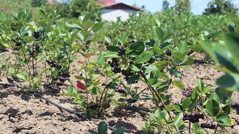 Hem karlı hem masrafsız… Kilosu 200 TL olan 'Süper meyve' çiftçinin yüzünü güldürüyor! 2