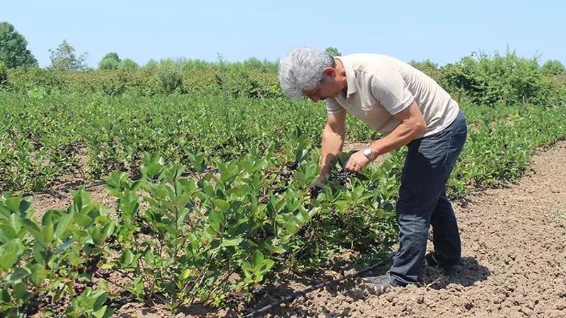 Hem karlı hem masrafsız… Kilosu 200 TL olan 'Süper meyve' çiftçinin yüzünü güldürüyor! 1