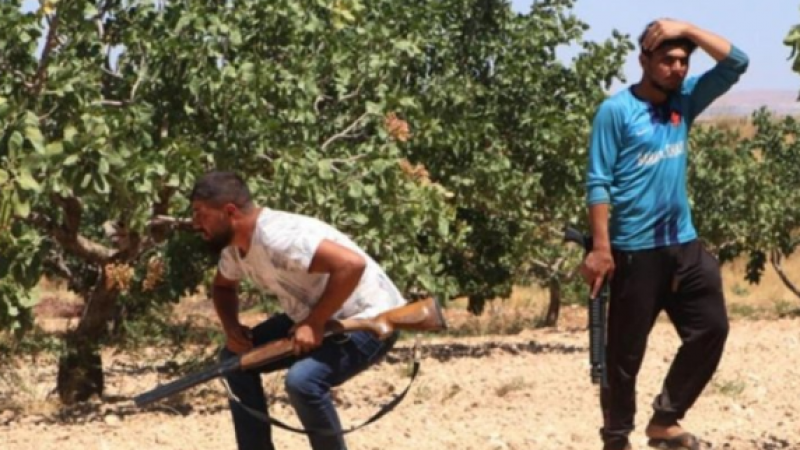 Antep fıstığının fiyatı Gaziantep’te bile 250 lirayı aşınca yeni iş sektörü ortaya çıktı: Günlüğü 1000 lira 3