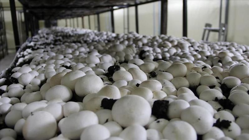 Bunu eken binlerce TL para kazanıyor! Üstelik büyümesi de çok kolay.... 2