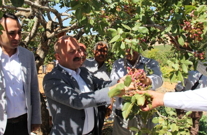Dolunun vurduğu Antep Fıstığı bahçelerinde hasat başladı... Besni’de üretilen Antep Fıstığı, rengi ve özel aroması ile Baklavacıların Ve Gaziantep'in Özel Tercihi 2