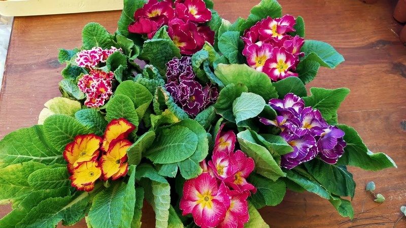 Bunun adı çiçek coşturan! Toprağa 1 bardak dökünce eviniz çiçek bahçesine dönüyor 1