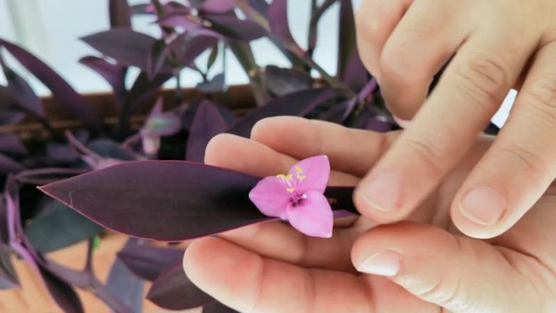 Bunun adı çiçek coşturan! Toprağa 1 bardak dökünce eviniz çiçek bahçesine dönüyor 3
