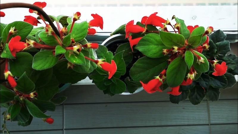 Bunun adı çiçek coşturan! Toprağa 1 bardak dökünce eviniz çiçek bahçesine dönüyor 2