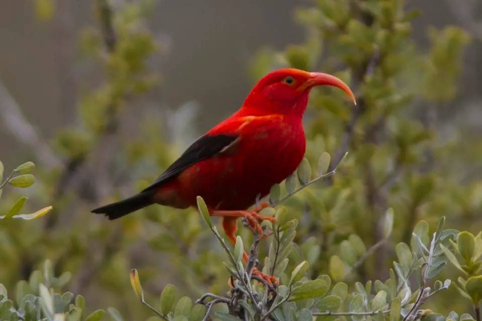 Volkanik Ortamlarda Yaşayan 3 Muhteşem Canlıyı Gördünüz mü? 2
