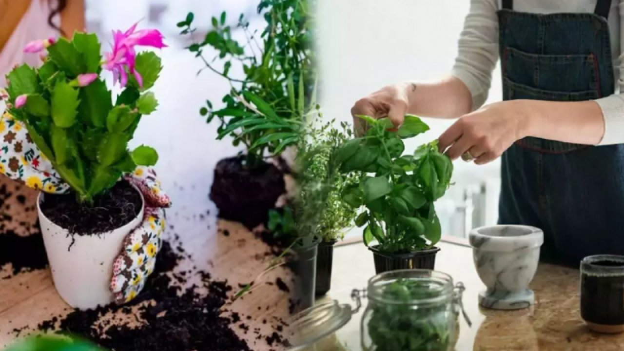 Bitki ve çiçekleriniz hemen soluyorsa kulak verin: Bu püf noktalar evde bitki ve çiçek yetiştirmenin altın sırları! Sadece düzenli uygulayın!