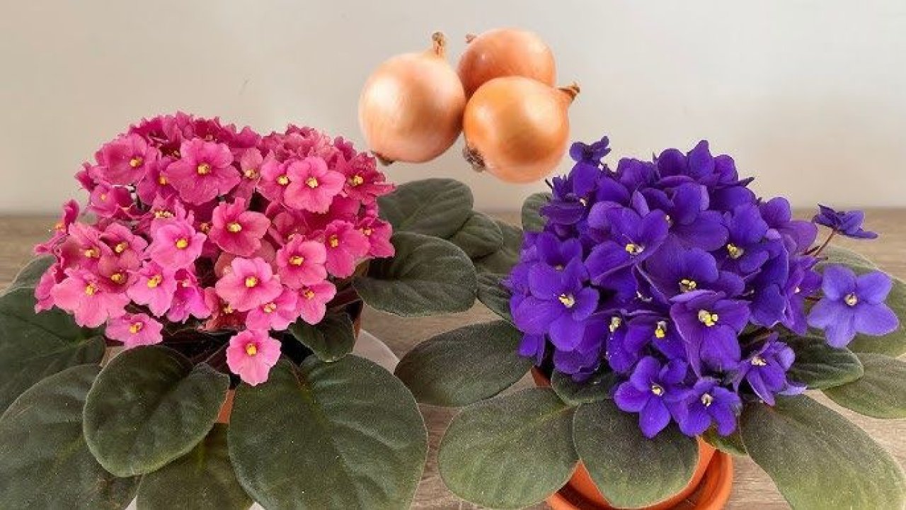 Menekşe çiçeğinin coşmasını sağlıyor. Evde menekşe bakarken bilmeniz gereken bakım tüyosu...