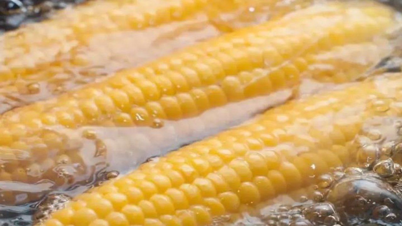 Çok pratik! Haşlanmış mısır yaparken bilmeniz gereken pişirme tüyosu! 3,5 dakikada hazır...