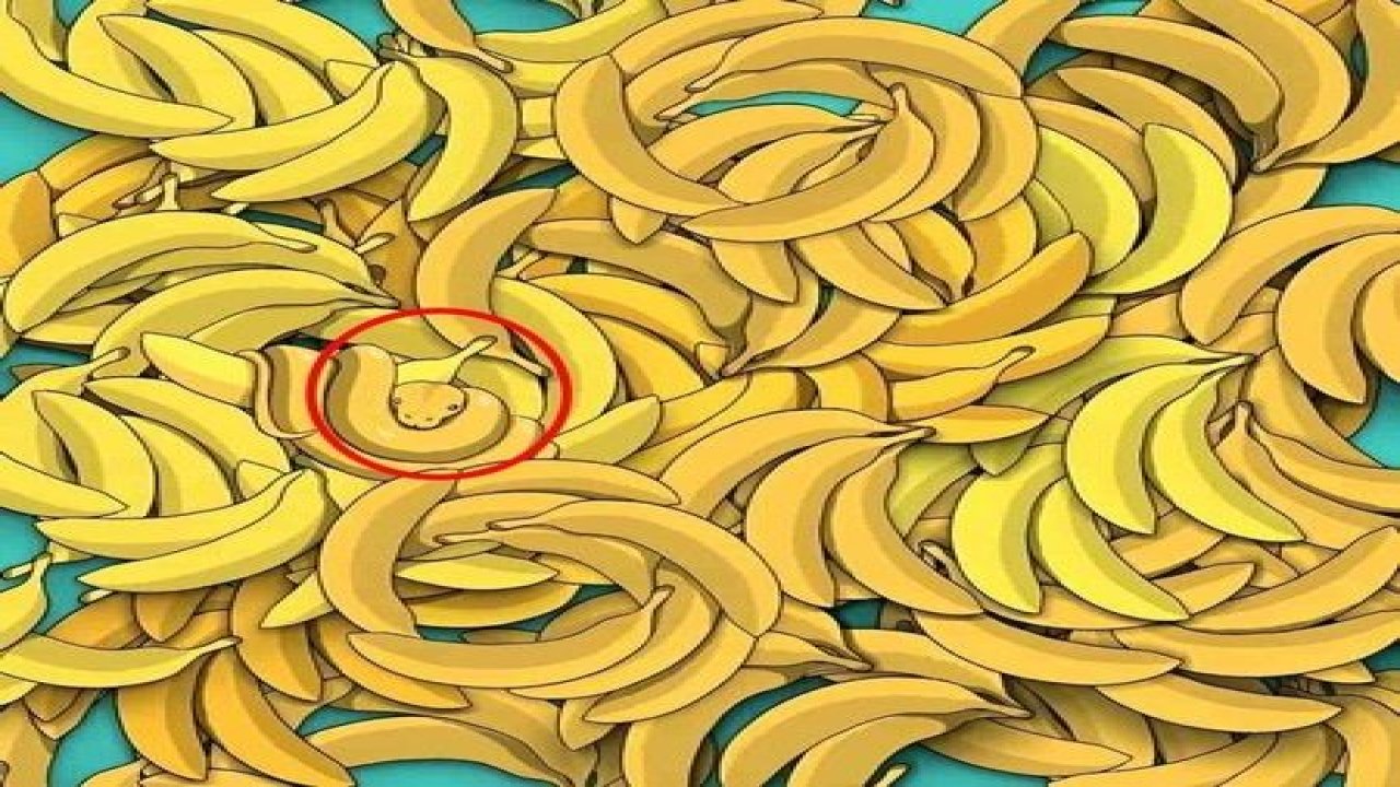 5 saniyeniz var… Muzların arasındaki yılanı görenler ‘süper zeki’ sayılıyorlar...