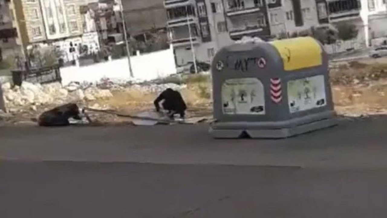 Gaziantep’te trafik uyarı işaret levhası hırsızlığı kamerada