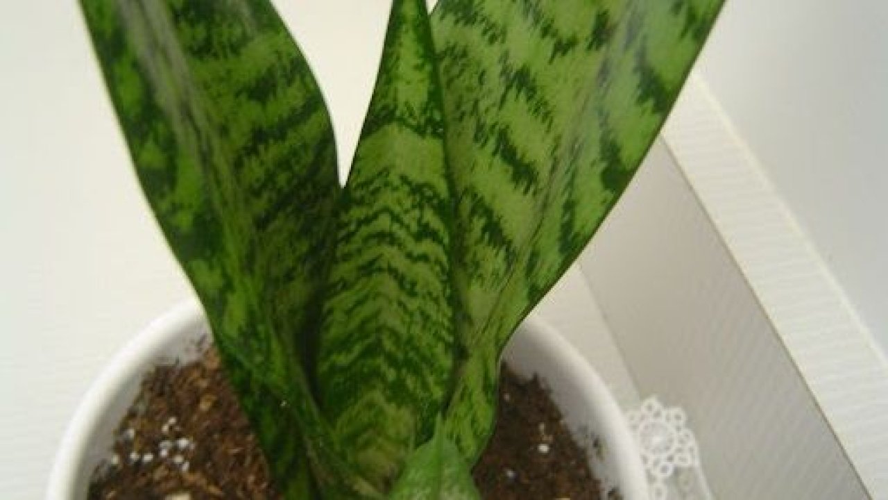 Dileğinizi gerçekleştiren bitki... Bir de çiçek açarsa bakın ne oluyor?