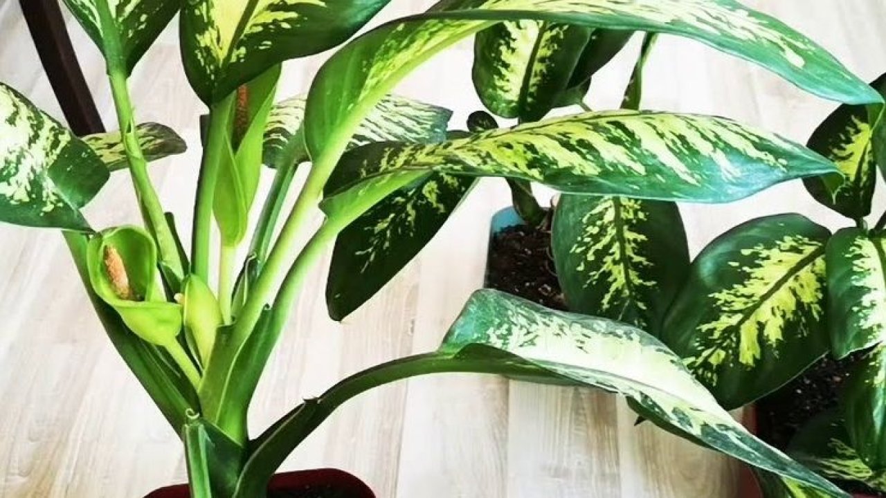 Çiçeklerin solmasına yol açan hata! Asla yapmamanız gerekiyor asla...