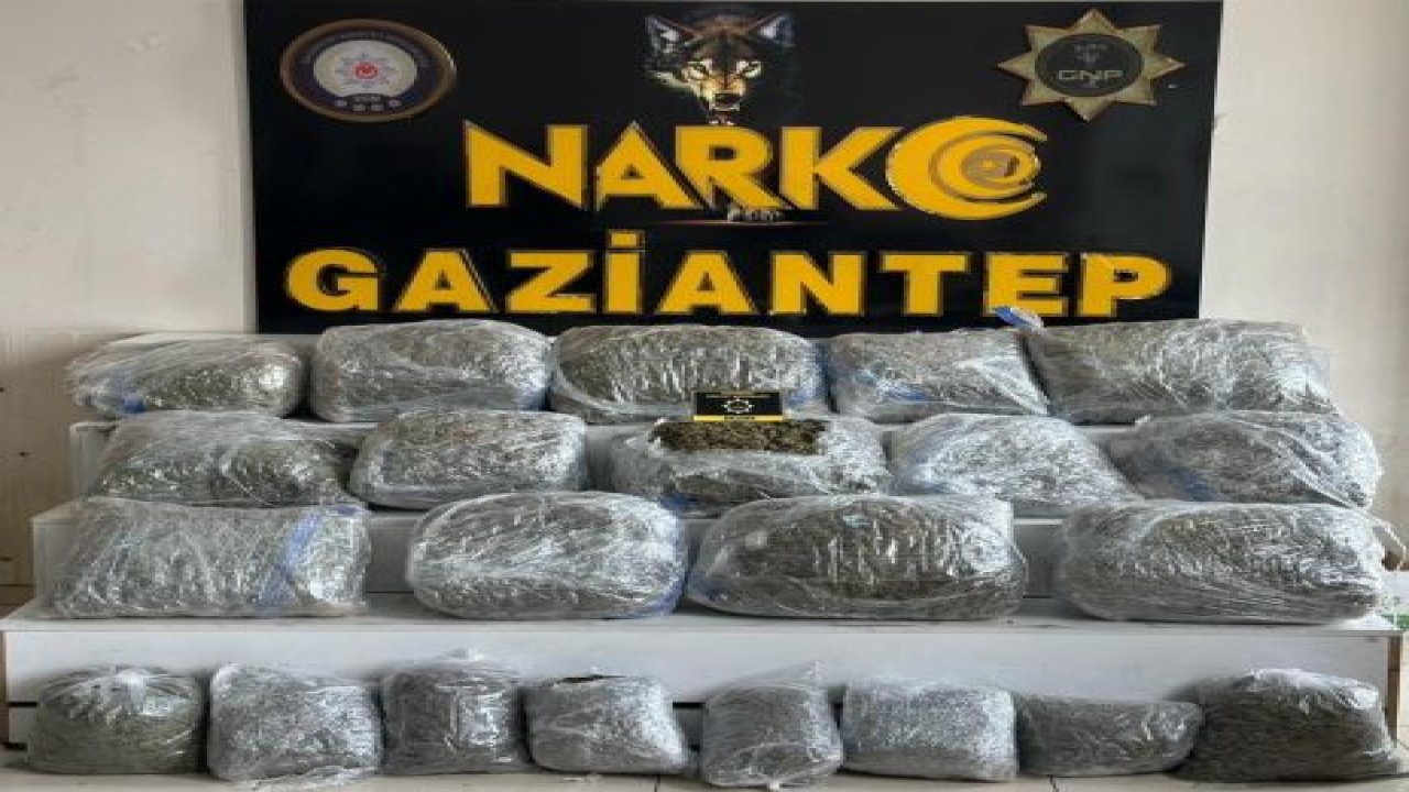 Gaziantep’te 78 kilogram skunk ele geçirildi: 1 şahıs tutuklandı