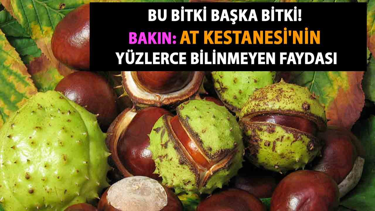Bu Bitki Başka Bitki! Bakın At Kestanesi'nin Yüzlerce Bilinmeyen Faydası