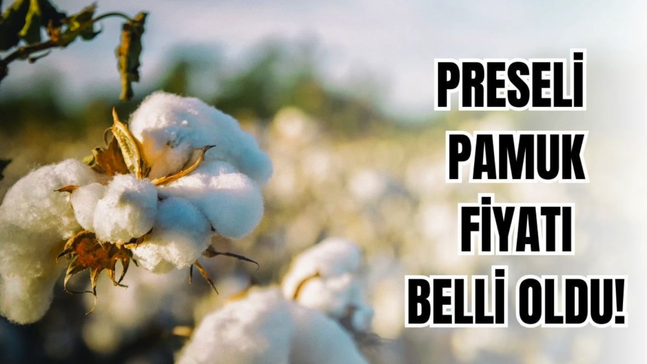 Şanlıurfa Ticaret Borsası Preseli pamuk, Buğday, Kırmızı kabuklu Mercimek fiyatını açıkladı! Preseli Pamuk Fiyatı Ne Kadar?