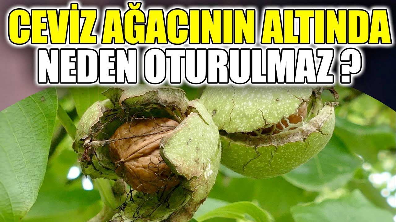 Ceviz ağacının altında oturmanın uğursuzluk getirir mi?  Bilim adamları açıkladı neden ceviz ağacının altında oturulmaz?