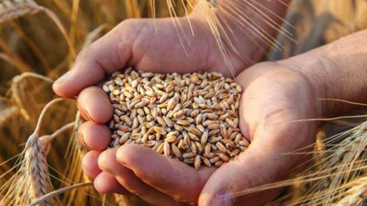 Gaziantep Ticaret Borsası 20 Kasım 2023 Pazartesi Mercimek, Buğday, Arpa Ve Mısır Fiyatlarını Açıkladı...