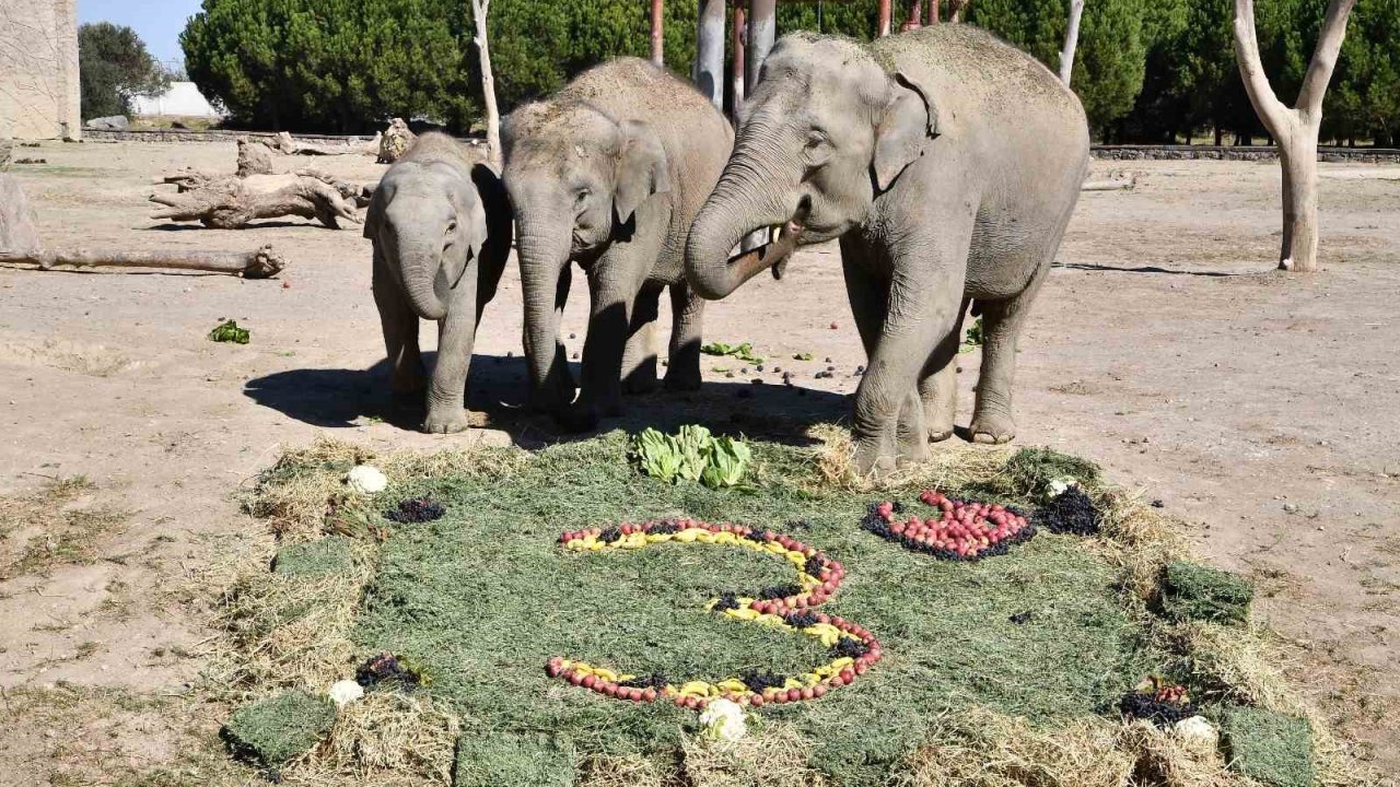 İzmir doğal Yaşam Parkının fili Deniz, Gaziantep’e geliyor