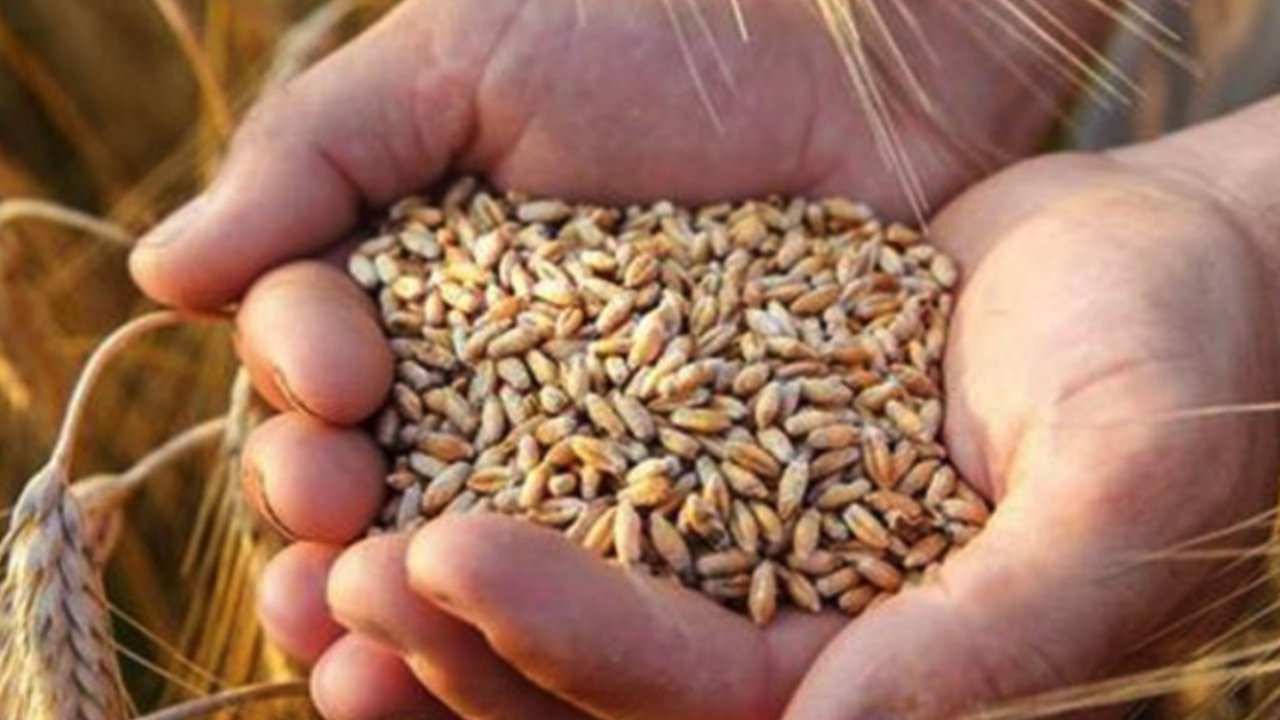 Gaziantep Ticaret Borsası 21 Kasım 2023 Salı Mercimek, Buğday, Arpa Ve Mısır Fiyatlarını Açıkladı...