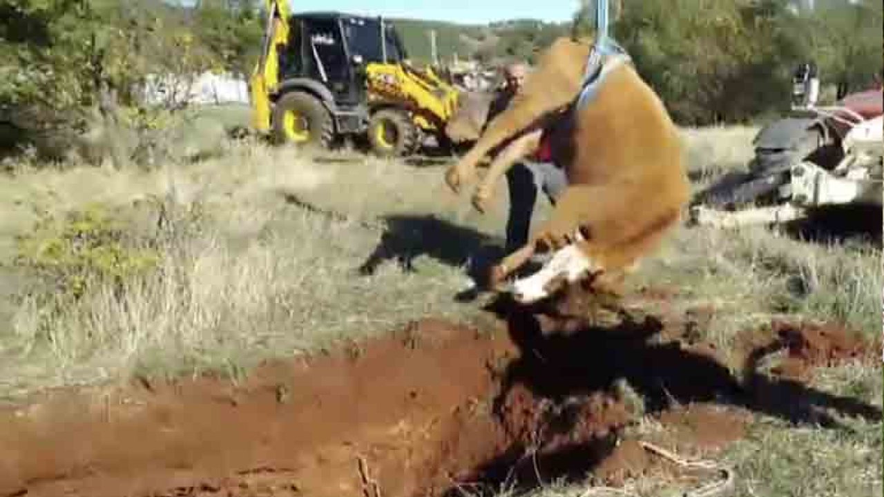 Gaziantep'te Deprem Metrelerce Derinlikte Obruk Yarattı! Gaziantep'te obruğa düşen inek itfaiye ekipleri tarafından kurtarıldı