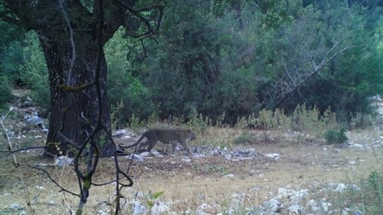 Anadolu parsı aylar sonra bir kez daha görüntülendi