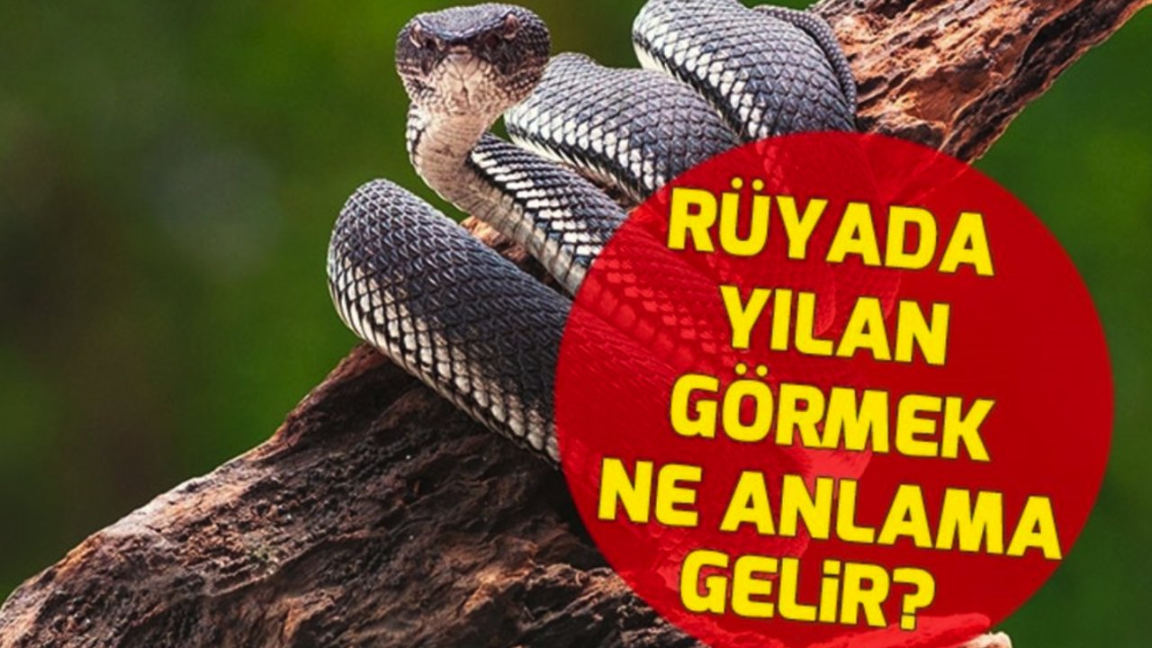 Rüyada Yılan Görmek Ne Anlama Gelir?