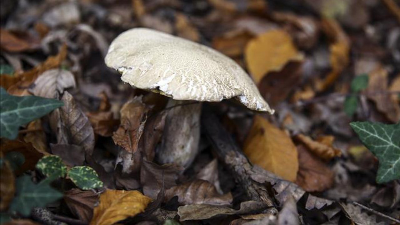 Bu mantardan tükettiyseniz dikkat! Zehirlenmelerin yüzde 95'ine sebep oluyor