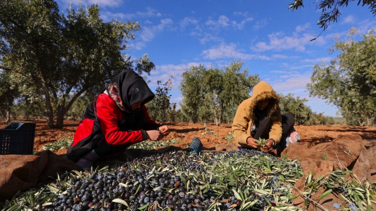 Gaziantep'te Antep Fıstığı Hasadı Bitti! Zeytin Hasadı Başladı! Gaziantep bu yıl zeytin ve zeytinyağında rekora koşuyor