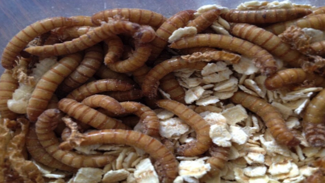 Un Kurdu Nedir? Un Kurdu Ne İşe Yarar? Bilmedikleriniz...