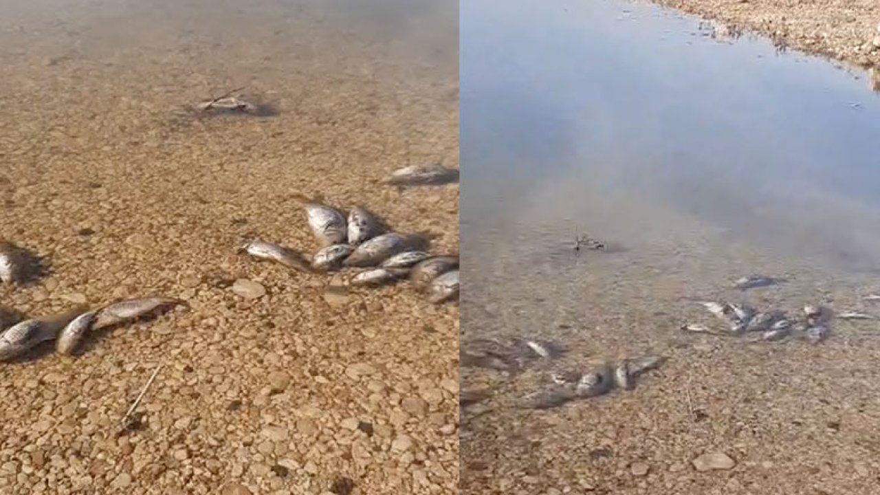 Gaziantep Kayacık barajındaki balıkların sır ölümleri