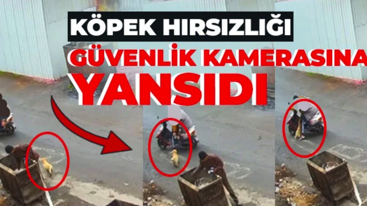 Gaziantep'te hırsızlar artık köpek bile çalıyor! Gaziantep'te köpek hırsızlığı güvenlik kamerasına yansıdı