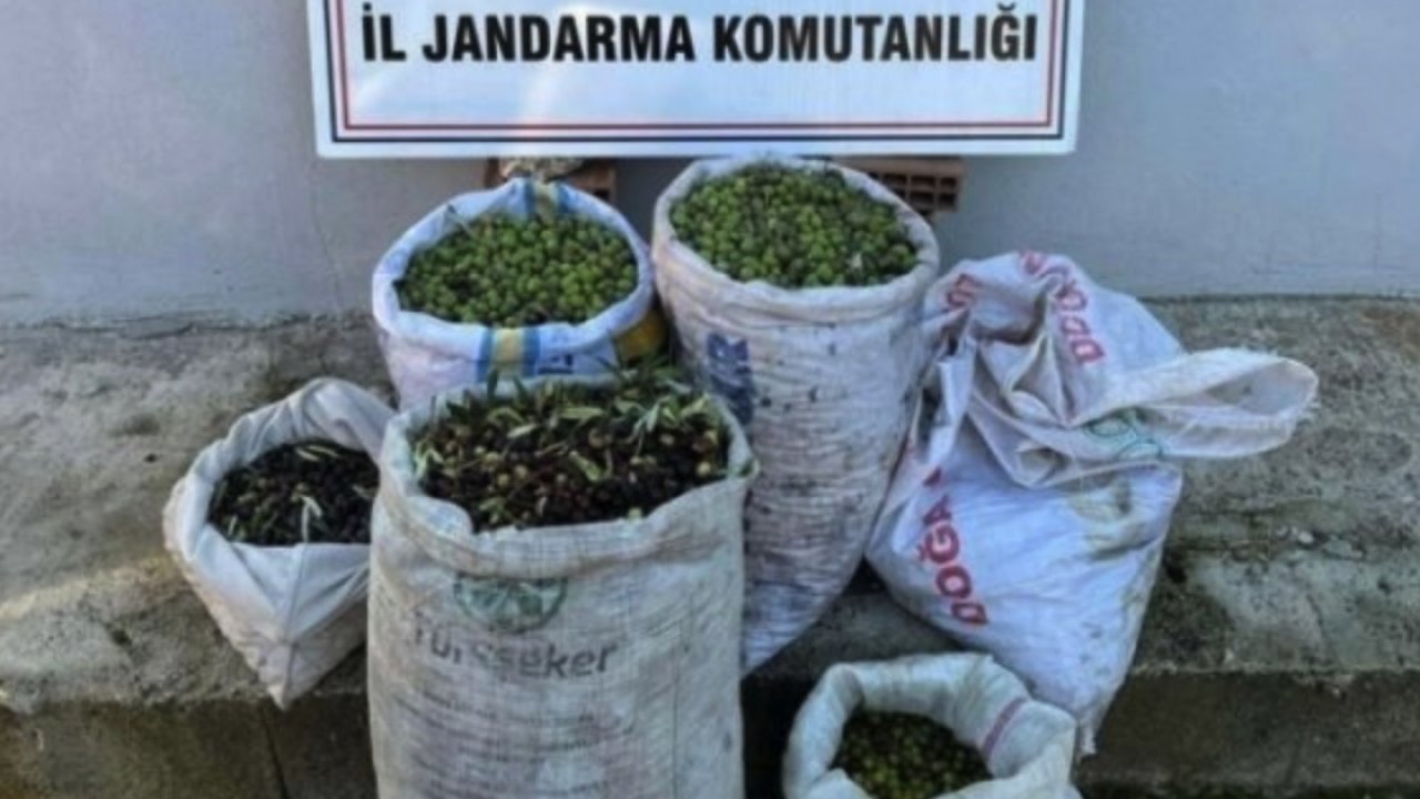 Gaziantep’te 1 ton zeytin çalındı! Ama...