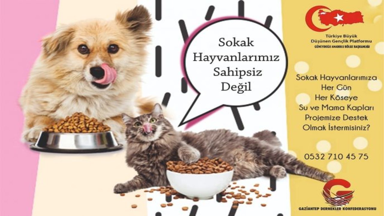 Gaziantep Dernekler Konfederasyonu'ndan sokak hayvanları projesi
