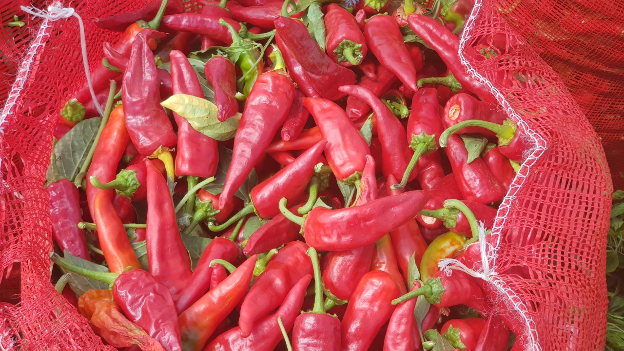 Gaziantep'in İslahiye ilçesinde üretilen pul biber 25 ülkeye ihraç edildi