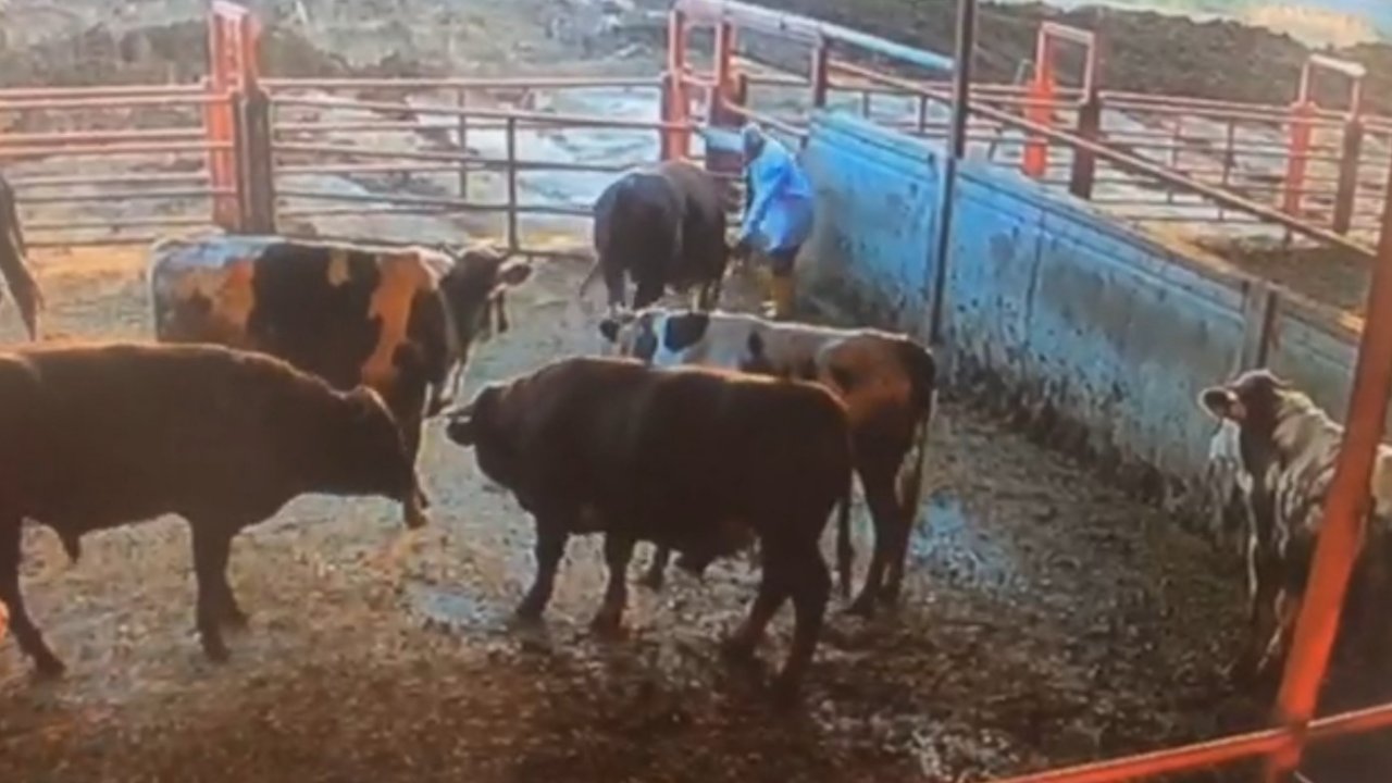 Bir besici, çiftliğindeki kızgın boğanın saldırısına uğradı