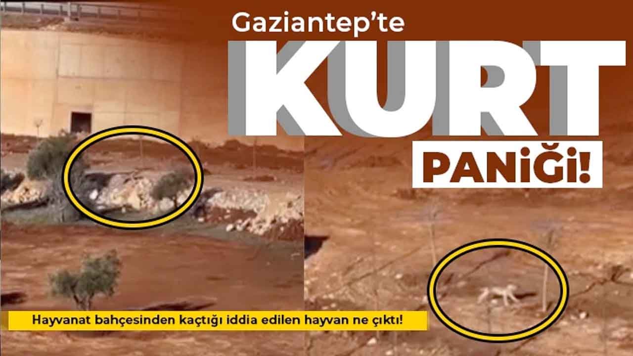 Gaziantep'te Kurt Görüldü İddiası Şehirde Paniğe Yol Açtı...