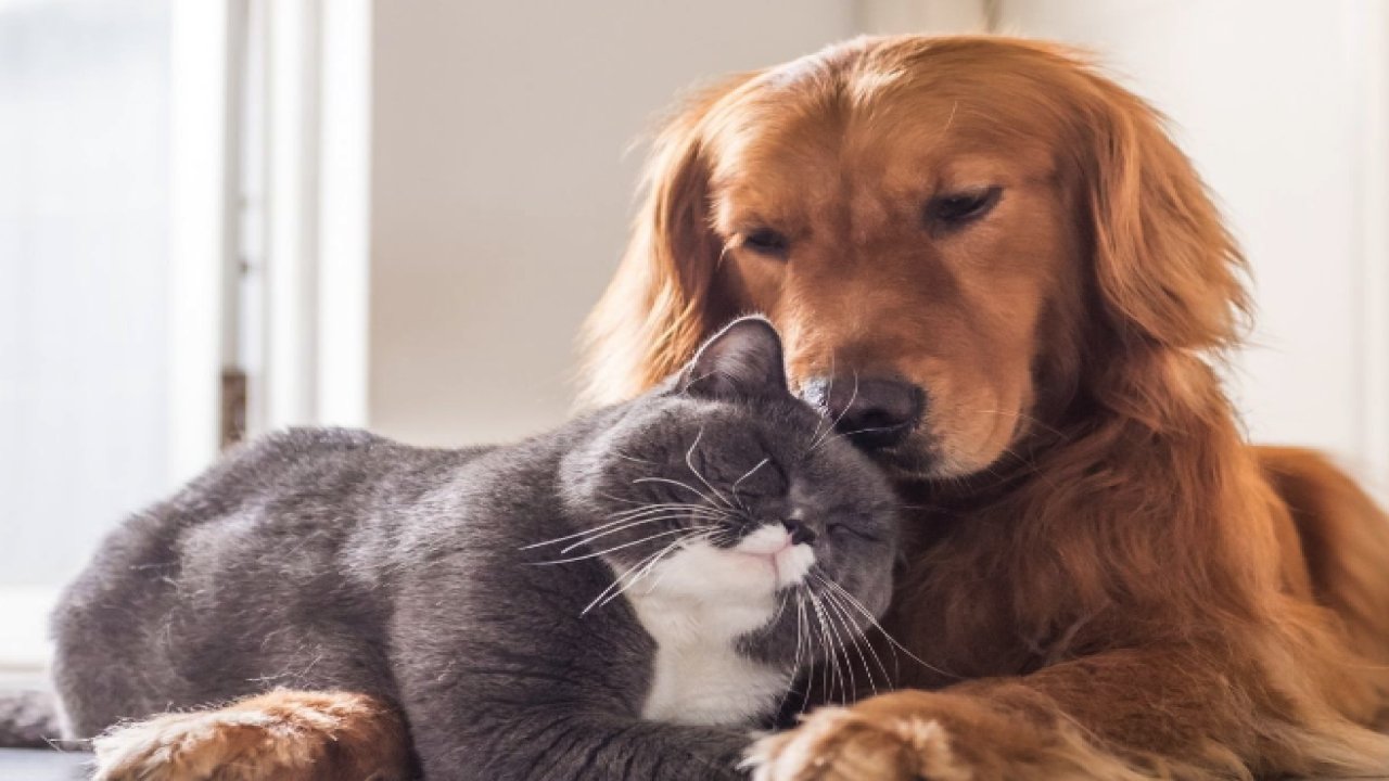 Evcil Dostlarınız İçin En İyi Köpek ve Kedi Maması Fiyatlarına Ulaşın
