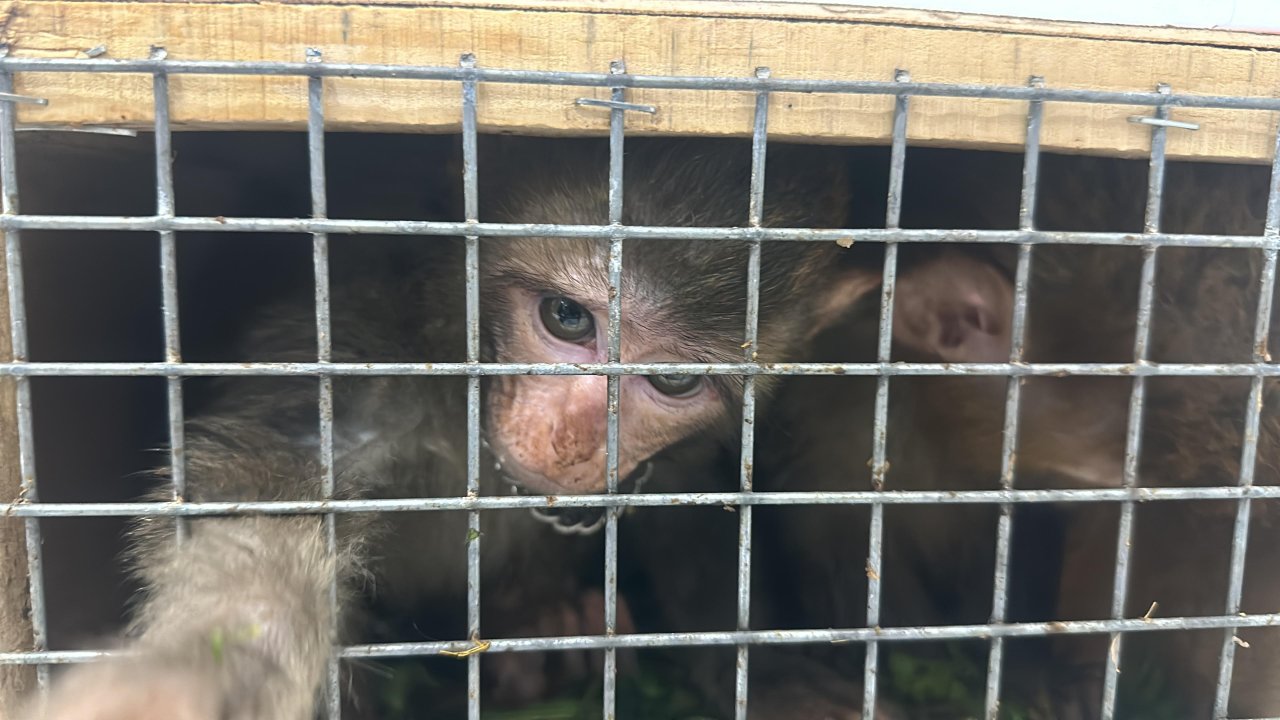 Yasa dışı yollardan yurda sokulan 4 Hint şebeği Gaziantep'e gönderildi