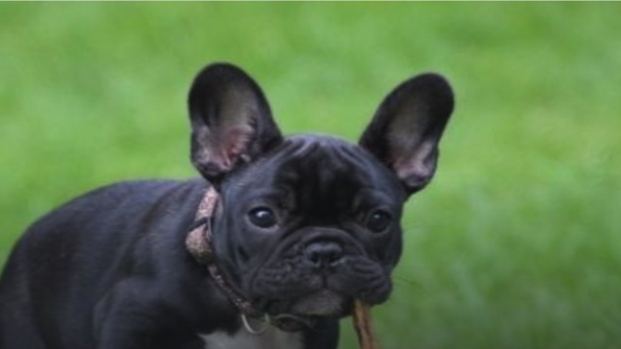 En Çok Sevilen Küçük Köpek Irkları