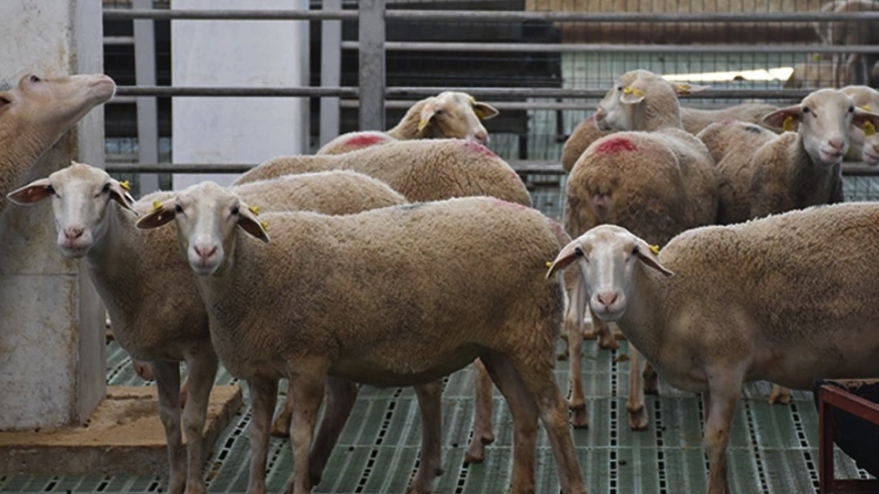 Gaziantep'te Et Fiyatlarına ZAM yapılmasına DUR denildi! GAZİANTEP VALİLİĞİ ZAMLARA EL ATTI!