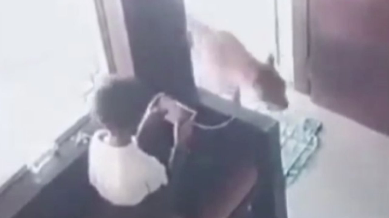 Oyun oynarken leoparla göz göze geldi