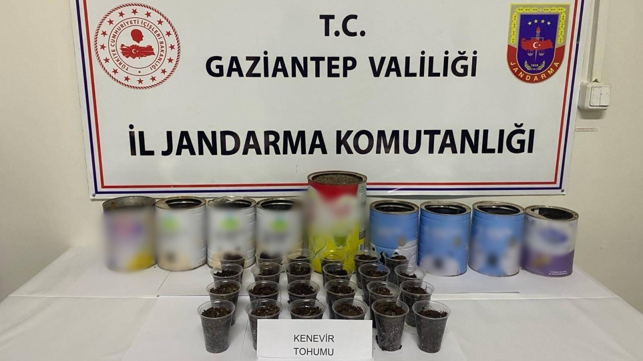 Gaziantep'te evinde kenevir ekimi yapan şahısJandarma ekiplerince yakalandı