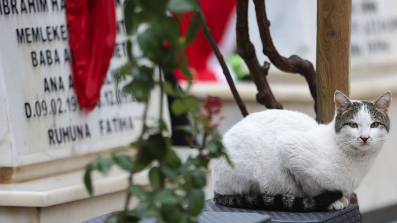 Gaziantep Bu Kediyi Konuşuyor