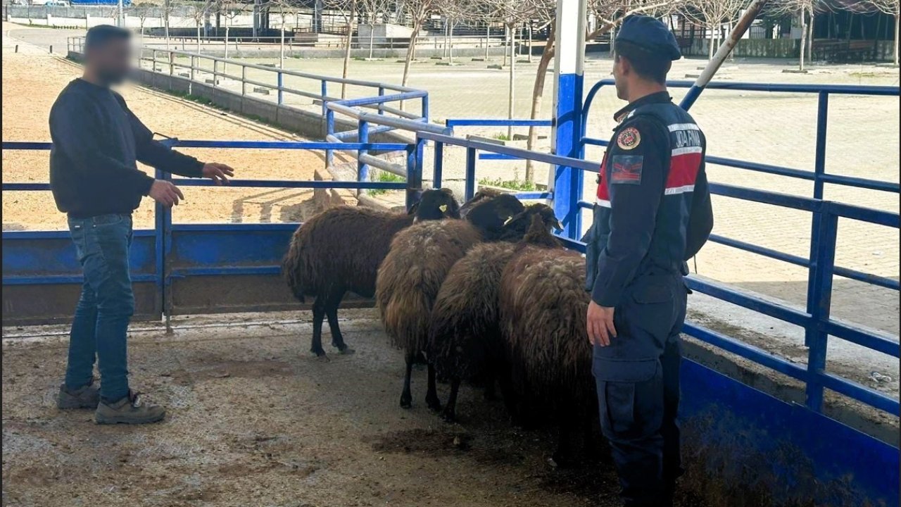 Gaziantep'te çaldığı küçükbaş hayvanları satan şüpheli tutuklandı