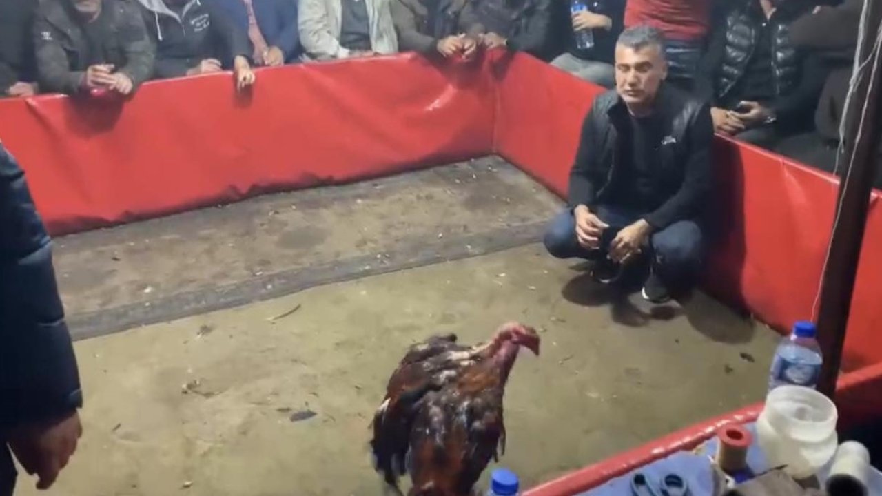 Osmaniye’de horoz dövüştüren aralarında Gaziantep'ten olanlarında olduğu 98 şahıs suçüstü yakalandı