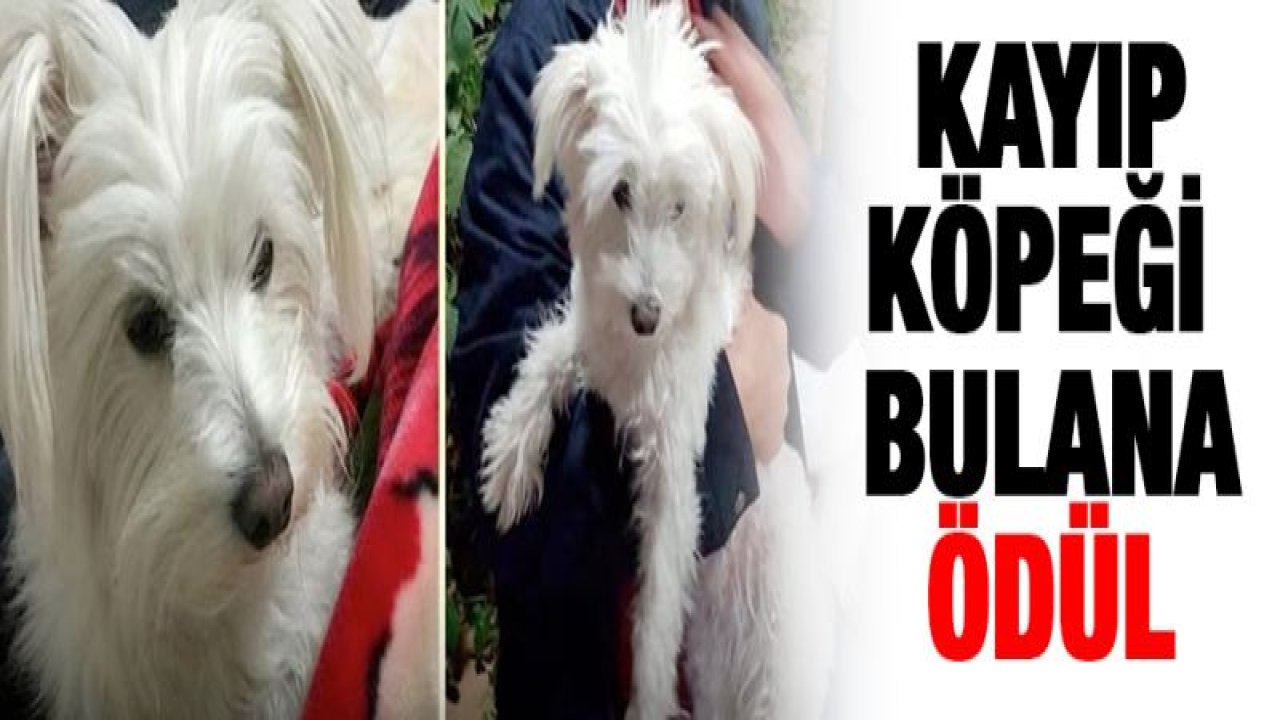 Kayıp köpeği bulana ödül