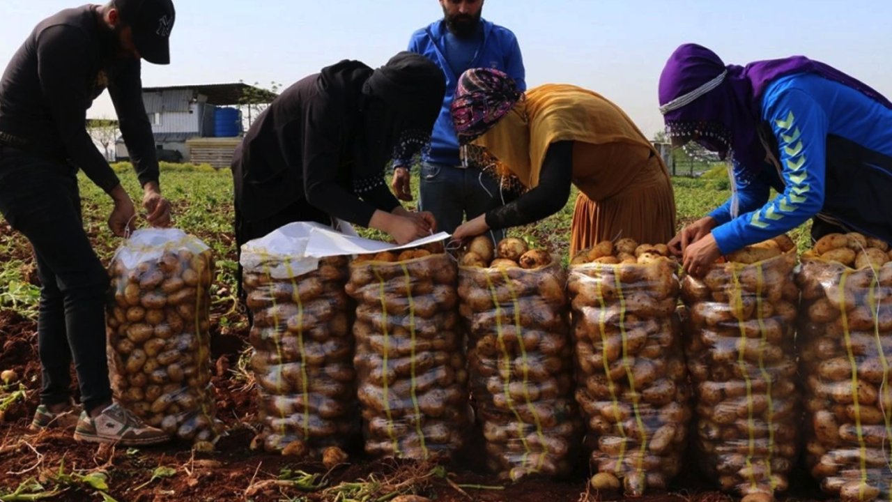 Gaziantep'te Patates Fiyatları Füze Gibi Uçuyordu! Gaziantep’te Patates Fiyatları Düşecek!