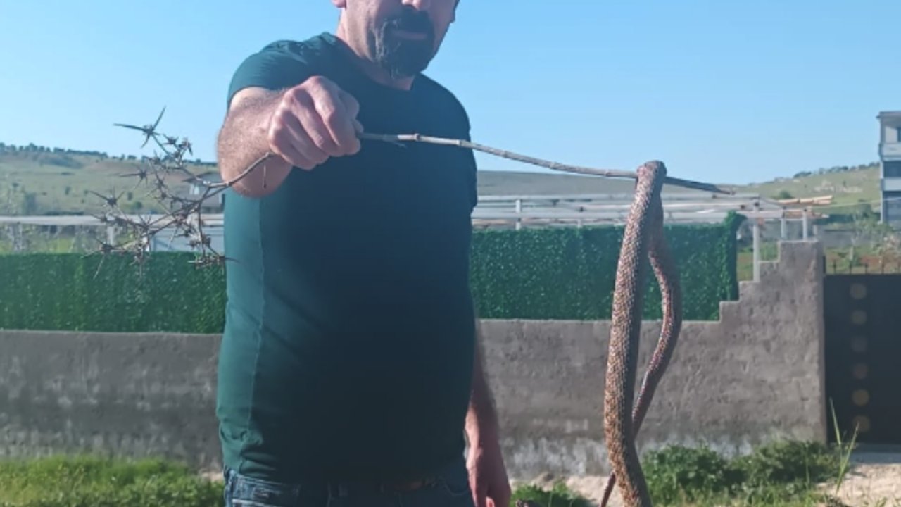 Gaziantep'i Yılanlar Bastı! İşte O Anlar